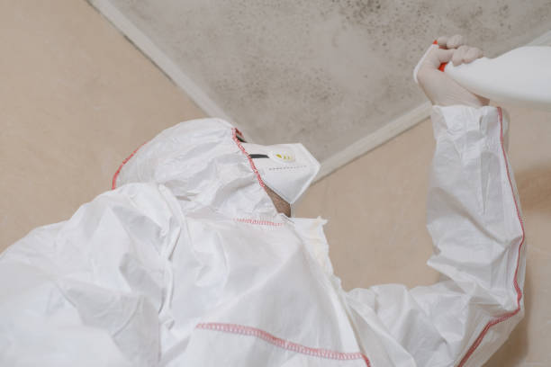 Best DIY Mold Remediation Support Services in Meadow Oaks, FL