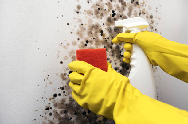 Best Industrial Mold Remediation in Meadow Oaks, FL