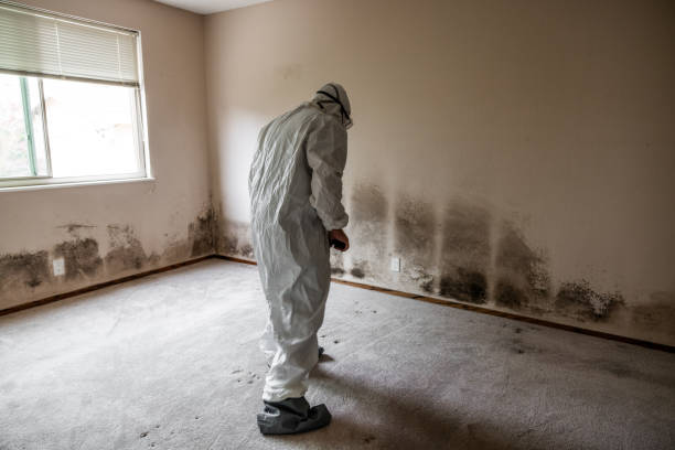 Best HVAC Mold Remediation in Meadow Oaks, FL
